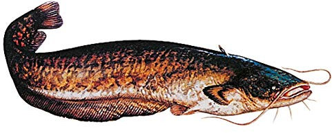 Jenzi Angeln Fisch - Aufkleber ca.15cm, Modell:Wels