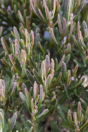 Lavendelheide Andromeda polifolia Compacta 15-20 cm winterhart immergrün | Rosa Bluete, kompakter Wuchs, ideal fuer Moorbeet und Heidegarten, halbschattig, pflegeleicht, bienenfreundlich