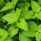 Pacchetto semi: Semi erba gatta (Nepeta cataria) 50 + Semi