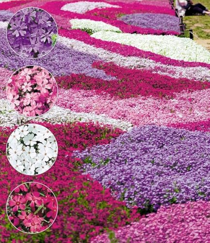 BALDUR Garten 20er Winterharter Bodendecker Phlox-Mix Flowers of the Sea | Pflanzen im 9x9 cm-Topf, Flammenblume Polsterstauden Teppichphlox Moosphlox mehrjährig, Phlox subulata, trockenresistent