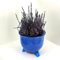 Synio Plant Pot Feet (Blue)