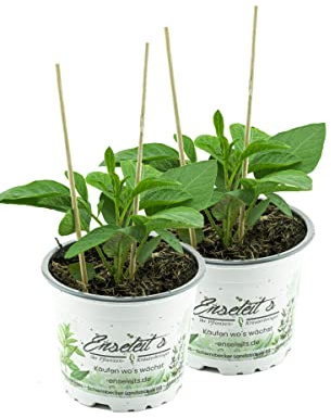 2er Set Pepino Melonenbirne, frische Pflanze aus Nachhaltigem Anbau