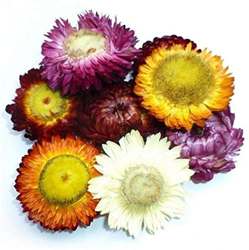 DongArts Getrocknete Strohblumenknospen,Helichrysum Gerbera Chrysanthemen, gemischte Farben für Dekoration, Blumenhandwerk oder Kräutertee 150 Gramm