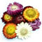 DongArts Getrocknete Strohblumenknospen,Helichrysum Gerbera Chrysanthemen, gemischte Farben für Dekoration, Blumenhandwerk oder Kräutertee 150 Gramm