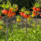 7 pcs kaiserkronen - zwiebeln flower mittagsblume winterhart Fritillaria, flowers winterlinge zwiebeln winterhart mehrjährig kräutergarten blumenzwiebeln winterhart bonsai topf blumenwiese