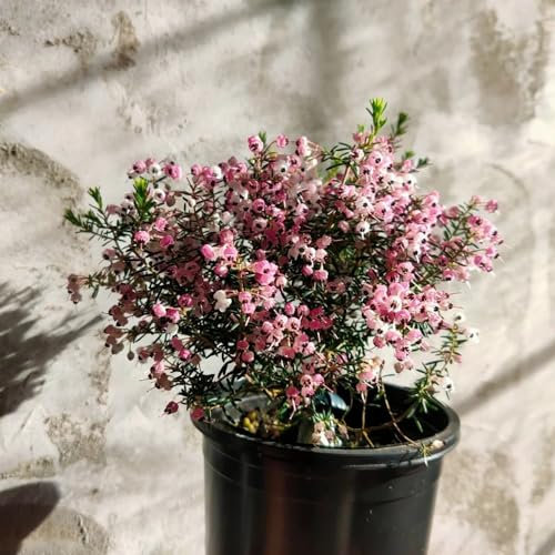 150 piezas Semillas de brezo - semillas de prado semillas de jardín Plantas de brezo de invierno, Erica carnea, decoracion floral flores balcon Balcón de flores, plantas resistentes