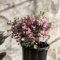 150 piezas Semillas de brezo - semillas de prado semillas de jardín Plantas de brezo de invierno, Erica carnea, decoracion floral flores balcon Balcón de flores, plantas resistentes