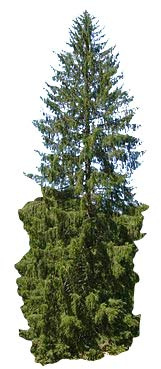 1000 Samen -Gemeine Fichte- (Picea abies) auch Gewöhnliche Fichte, Rotfichte oder Rottanne genannt