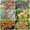 180 pcs orchideen samen kaufen deko büro mittagsblume winterhart orchidee winterfeste pflanzen für balkon blumensamen kräutergarten geschenk hochbeet balkon blumenwiese samen mehrjährig