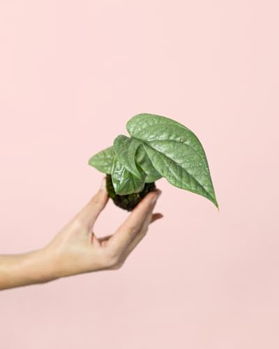 Monstera Silver | Mini Plantas Naturales Interior | Pur Plant