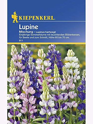 Lupinus hartwegii Lupinen einjährig Mischung