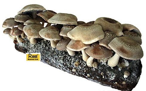 Root Mushroom Farm - Shiitake Pilzzucht-Set - Beginnen Sie sofort nach Erhalt