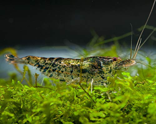 Garnelen Einsteigergarnelen Neocaridina davidi - lebend Zwerggarnelen für das Aquarium - 5er Pack, Farbe grau