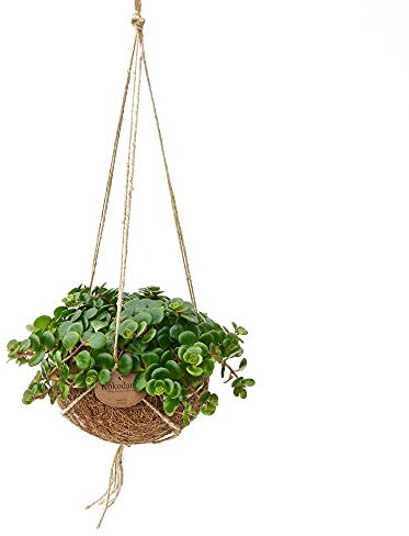 Exotenherz - Kokodama - Sedum Tornado im Kokodama-Gefäß zum Hängen - Sedum makinoi - ca. 15cm