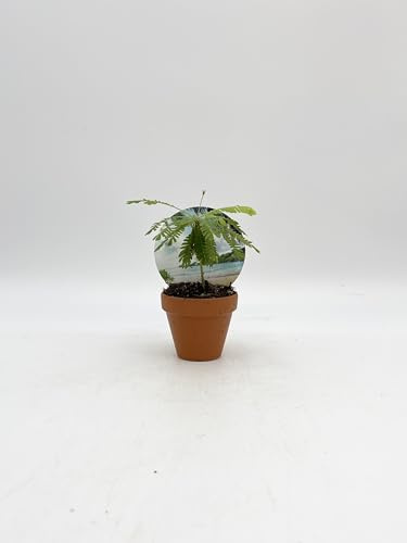 Little Tree Plant, Biophytum sensitivum, in 9cm Terracotta Pot Included, Terrarium Plants