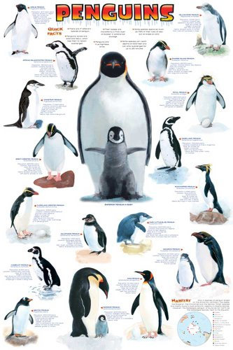 Educational - Bildung Pinguine - Penguins Bildungsposter Plakat Druck - Maxiposter Version in Englisch - Grösse 61x91,5 cm