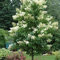 seedsown Japonais Arbre Graines Lilas (Syringa reticulata) 40 + Graines