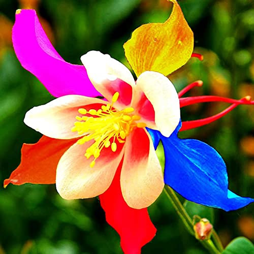 Haloppe 50 Stücke Akelei Blumen Pflanzen Samen für Hausgarten Pflanzen, Akelei Samen Duft Pflanzensamen für Garten Saatgut