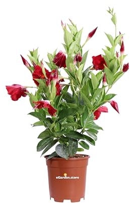 pianta di Dipladenia pianta da fiore di dipladenia da balcone pianta da fiore vera pianta in vaso di dipladenia venduta da eGarden.store (Rosso)