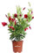 pianta di Dipladenia pianta da fiore di dipladenia da balcone pianta da fiore vera pianta in vaso di dipladenia venduta da eGarden.store (Rosso)