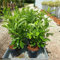 Lauroceraso Prunus laurocerasus pianta da siepe in vaso da 2 litri h. 60/100 cm Vivaio di Castelletto