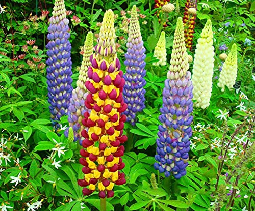 Buy4seeds Russell Lupin Mix - Lupinus Polyphyllus - 60 Seeds - Perennial Flower - Tall for Planting Garden Yard Patio and Useful for Gifts