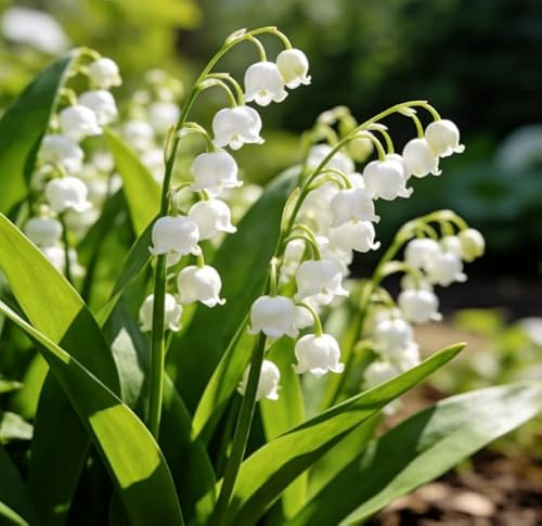 Rari rizomi di mughetto perenne, facili da coltivare per i principianti, profumati, adatti per giardini interni ed esterni e per decorazioni nuziali-5 root-A