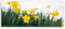 ge Bildet Bild auf Leinwand | Alpenveilchen - Narzisse in 120x50 cm als Panorama Wandbild XXL | Wand-deko Dekoration Wohnung modern Bilder | 2280-B