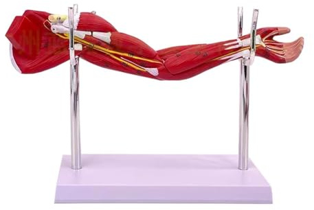 Cenei Model of Human Muscle Structure Human Muscle Structure Model Upper Limbs Lower Limbs Leg Muscles A
