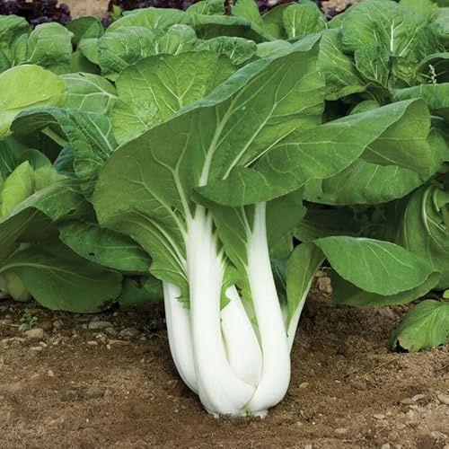 2000+ Seeds Tall White Pak Choi Seeds, Bok Choy, Heirloom Non-GMO Asian Cabbage Vegetable Seeds for Planting by Mai's Family