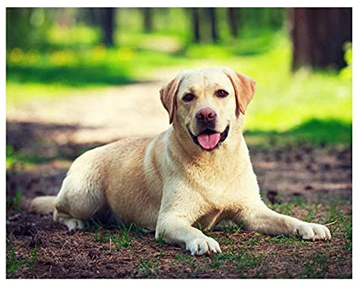 DIY 5D Diamond Painting Set Malen nach Zahlen Labrador Hund Full Diamant Painting Bilder Kit für Erwachsene,Kristall Strass Stickerei Kreuzstich Arts Craft für Home Canvas Wall Decor 50x70cm/20x28inch