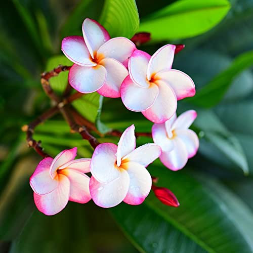 Frangipani Pflanze 30 Blumensamen Nachhaltige Geschenke Plumeria Frangipani Pflanze Bonsai Samen BlüTen Balkon Blumen Frangipani Samen Schnittblumen Samen