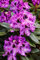 Rhododendron Hybr. 'Blaue Jungs' 50-60 cm - Rhododendron, blaue Blüten, Blütezeit Mai-Juni, ideal für Halbschatten, immergrün, winterhart