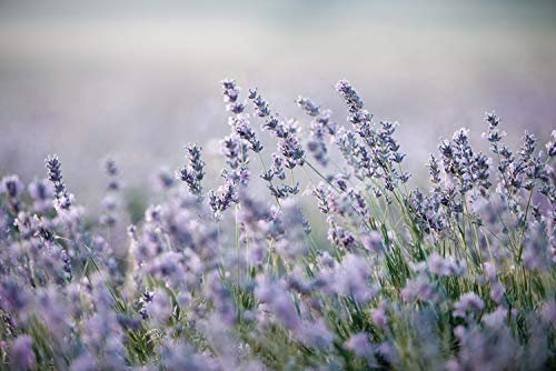 Cuadros Lifestyle Küchen Spritzschutz „Lavendel“ 60x40 cm | Küchenrückwand | Alu-DiBond | Fliesenschutz für den Herd und Spüle | Küche | Küchenfliesen | Fliesenspiegel | Rückwand