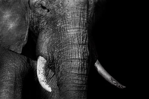 Tableau animaux elephant loxodonta africana - Made in France - Tableau verre acrylique 45x30