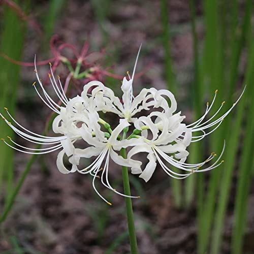 Spinnenlilie Lycoris Zwiebeln Blumenzwiebeln MehrjäHrig Winterhart Zierlauch Zwiebeln Frisch Blumen Gartendeko FüR DraußEn Balkonpflanzen Exotische Pflanzen Garten Geschenk Bodendecker 5 Zwiebel(Weiß)