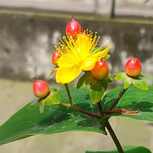 300 piezas Semillas de hierba de San Juan perenne otoño plantas en macetas resistentes afuera Hypericum perforatum, hierbas planta semillas de flores silvestres Plantar semillas de