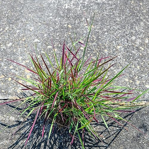 50 pcs rotes liebesgras samen - deko wohnzimmer modern Eragrostis spectabilis,Ziergras Ziergräser winterhart winterharte kübelpflanzen gartenarbeit robuste balkonpflanzen winterhart