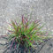 50 pcs rotes liebesgras samen - deko wohnzimmer modern Eragrostis spectabilis,Ziergras Ziergräser winterhart winterharte kübelpflanzen gartenarbeit robuste balkonpflanzen winterhart