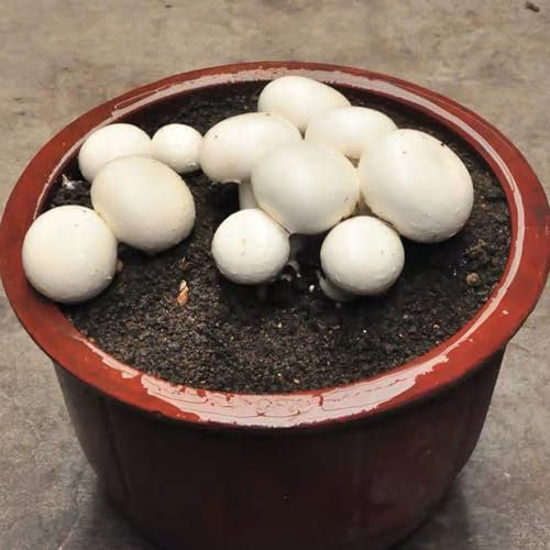 200 pcs champignons selber züchten, Pilz samen, samen gemüse, bio saatgut champignons samen - Agaricus bisporus - wintergemüse samen, exotische pflanzen samen alte gemüsesorten samen,