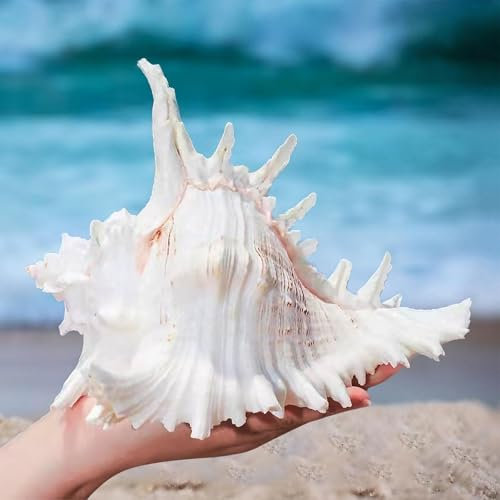 Natürliche Muscheln, Natürliche Jakobsmuscheln, Riesige Ocean Muschel Große Muscheln für Basteln & Dekoration, 18-20 cm, Perfekt für DIY-Projekte & Stranddeko Strand-Mottopartys Hochzeitsdekor