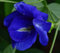 Homely Clitoria Ternatea Double Blue Schmetterlingserbse 10 Samen