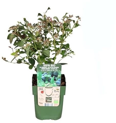 Arándano Natural Planta DECOALIVE Arbusto Frutal Vaccinium Corymbosum Arándanos en Casa