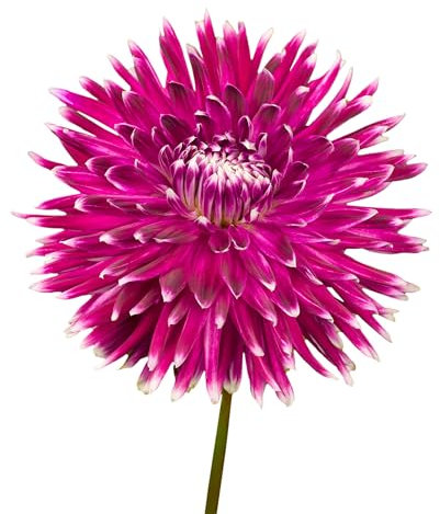 The Bulb Farmers - 14 x Dahlien knollen 'Vancouver' - Lila mit Weiß - Blumenzwiebeln direkt vom Züchter - Frühjahrsblüher - Zwiebelgröße 1 (die optimale Größe für den Garten) - Secure Shopping