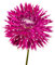 The Bulb Farmers - 14 x Dahlien knollen 'Vancouver' - Lila mit Weiß - Blumenzwiebeln direkt vom Züchter - Frühjahrsblüher - Zwiebelgröße 1 (die optimale Größe für den Garten) - Secure Shopping