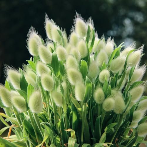 500 pcs hasenschwanzgras samen - Lagurus ovatus - pflanzen garten ostern geschenk ziergräser winterhart frühblüher pflanzen outdoor pflanzen winterharte stauden für pralle sonne gärtner
