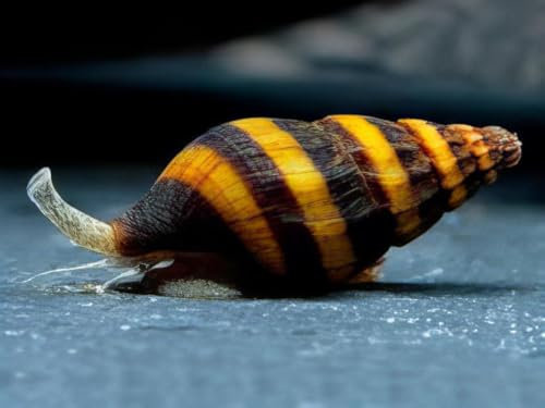 10 x Raubschnecken für Aquarium – Clea Helena Schnecken, Natürliche Schneckenbekämpfung, Lebende Schnecken für Aquarien