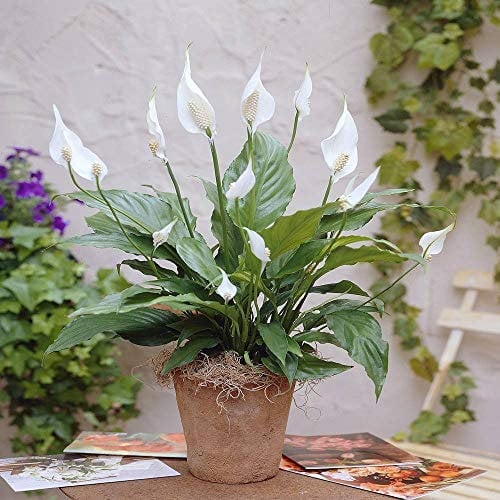 Planta de espatifilio o Cuna de Moisés