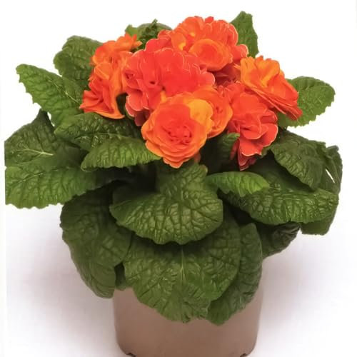 Primrose 'Belarina Tangerine Twist'. Plug Plant x 3. Winter Flowering Plants. Orange Primula Flowers. Available from Bedwen Plants