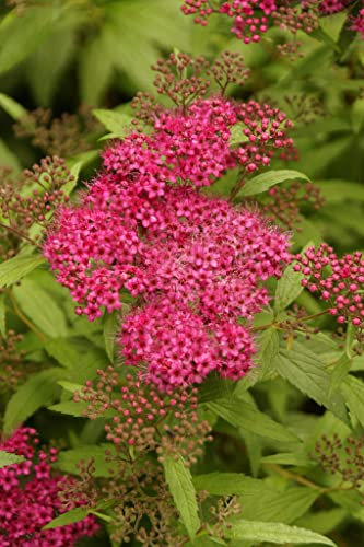 Spiraea japonicaDart's Red pianta in vaso ø14 cm
